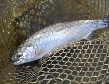 天竜川ルアーフライ専用区